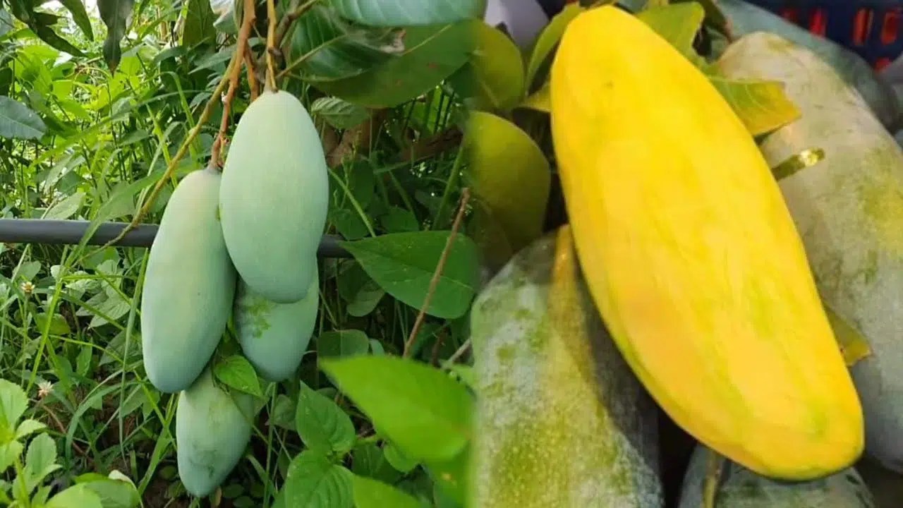 มะม่วงกิมหงส์ พันธุ์เขียวสามรส ให้ผลตลอดปี